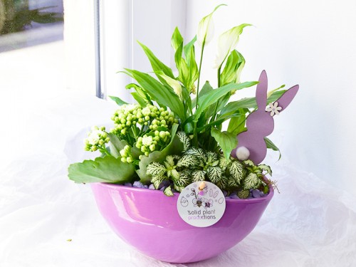 Green Serenity - aranjament cu plante